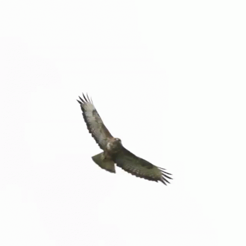 A Hawk Is Flying In The Air With Its Wings Spread . GIF