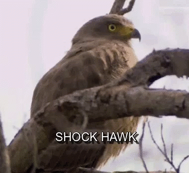 A Hawk Is Perched On A Tree Branch With The Words `` Shock Hawk '' Written On The Bottom . GIF