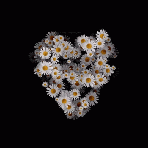 A Heart Made Of Daisies On A Black Background With The Word Honey On The Bottom GIF
