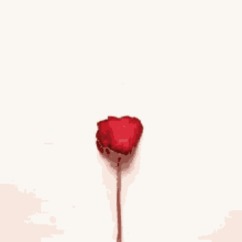 A Heart Made Of Red Rose Petals On A White Surface GIF