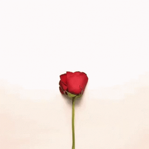 A Heart Made Of Rose Petals On A White Background . GIF