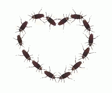 A Heart Made Out Of Cockroaches On A White Background . GIF