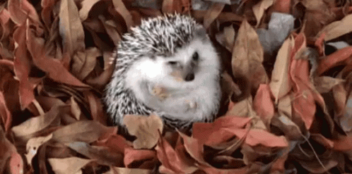 A Hedgehog Is Laying On Top Of A Pile Of Leaves . GIF
