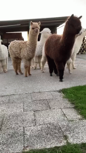 A Herd Of Alpacas Standing On A Sidewalk In A Field . GIF