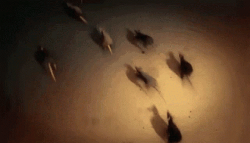 A Herd Of Horses Running In A Circle In The Dark . GIF