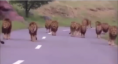 A Herd Of Lions Are Walking Down A Road In The Wild . GIF