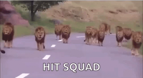 A Herd Of Lions Are Walking Down A Road With The Words `` Hit Squad '' Written On The Bottom . GIF