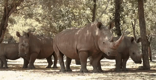 A Herd Of Rhinos Standing Next To Each Other Under Trees GIF