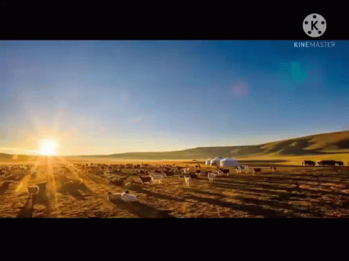 A Herd Of Sheep Are Grazing In A Field With The Sun Setting In The Background . GIF