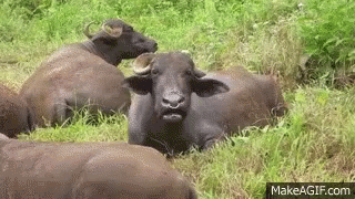 a herd of water buffalo are laying in the grass and looking at the camera .