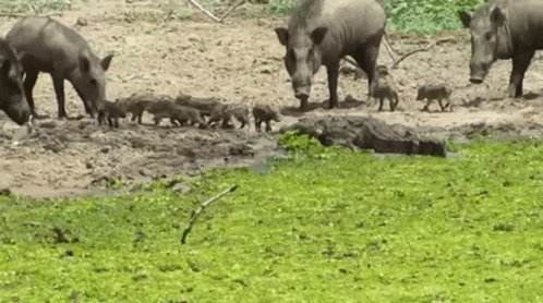 A Herd Of Wild Boars Standing Next To A Crocodile In A Muddy Field . GIF