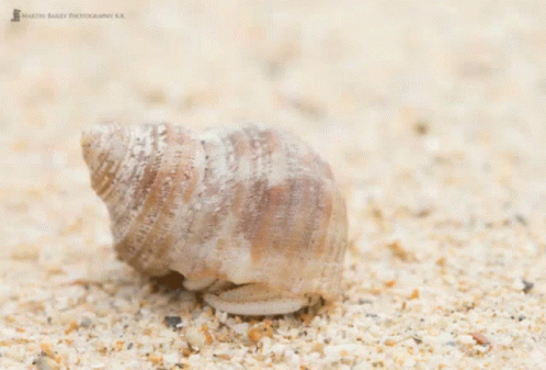 A Hermit Crab In A Shell On A Sandy Beach GIF