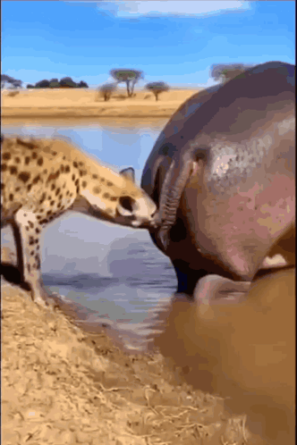 A Hippo And A Giraffe Are Drinking Water From A Lake GIF