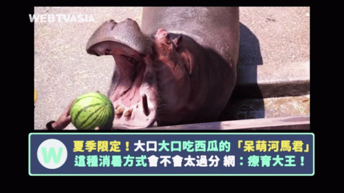 A Hippo With Its Mouth Open Eating A Watermelon With Webtvasia In The Background GIF