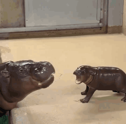 A Hippopotamus And A Baby Hippopotamus Are Standing Next To Each Other GIF
