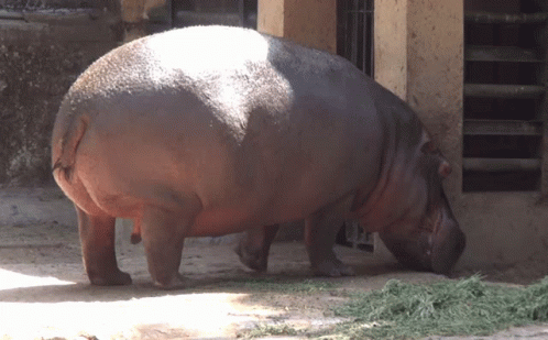 A Hippopotamus Eating Grass In The Dirt In Front Of A Building GIF