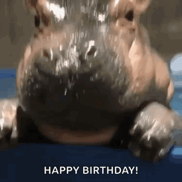 A Hippopotamus Is Laying On A Blue Surface With Water Coming Out Of Its Nose . GIF