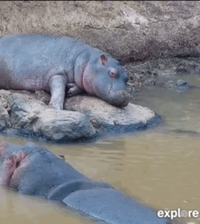 A Hippopotamus Is Laying On Its Back In A Body Of Water With The Words Explore Below It GIF