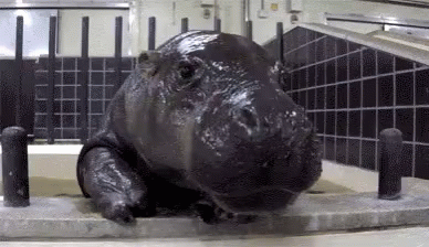 A Hippopotamus Is Laying On The Edge Of A Bathtub In A Bathroom . GIF