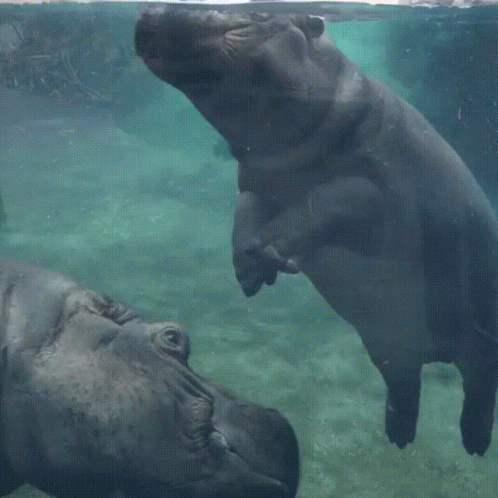 A Hippopotamus Is Sitting On Top Of Another Hippopotamus In A Tank GIF