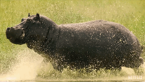 A Hippopotamus Is Splashing In The Water With A Netflix Logo In The Background GIF