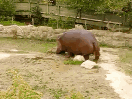 A Hippopotamus Is Standing In A Muddy Area GIF