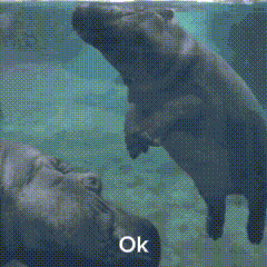 A Hippopotamus Is Standing On A Rock In The Water With The Words Ok Below It GIF