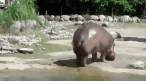 A Hippopotamus Is Standing On Its Hind Legs On A Dirt Road . GIF