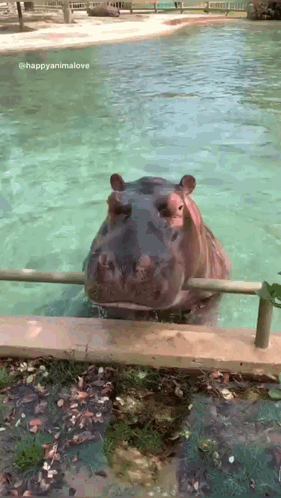 A Hippopotamus Is Swimming In A Pool With A Fence Around It GIF