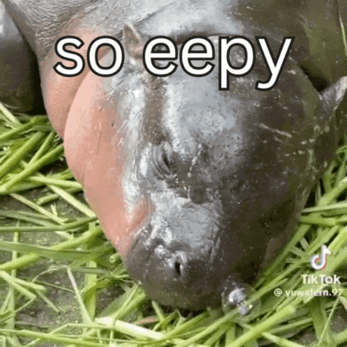 A Hippopotamus Laying In The Grass With The Words So Eepy Written Above It GIF