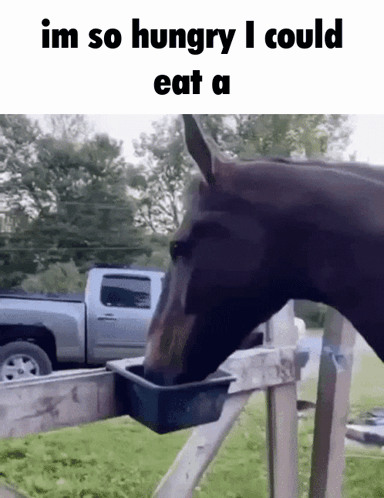 A Horse Drinking Water From A Bucket With The Caption Im So Hungry I Could Eat A .. GIF