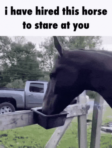 Horse Drinking Water With Stare Caption GIF