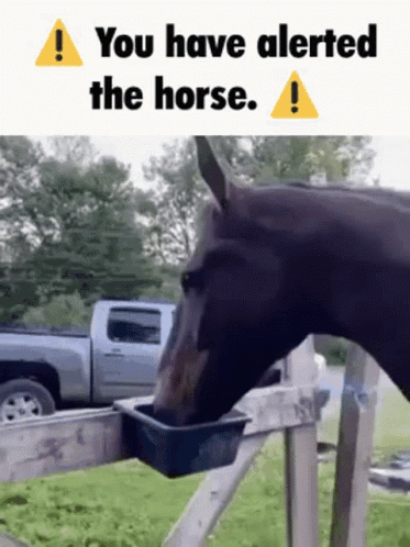 A Horse Is Drinking Water From A Bucket With The Words You Have Alerted The Horse Below It GIF