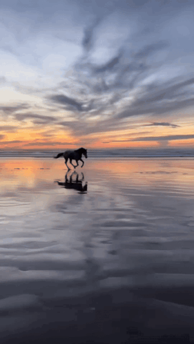A Horse Is Running Across A Body Of Water GIF
