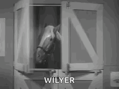 A Horse Is Standing In A Stable And Looking Out Of The Window . GIF