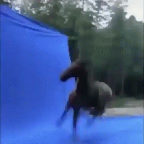 A Horse Is Standing In Front Of A Blue Curtain GIF