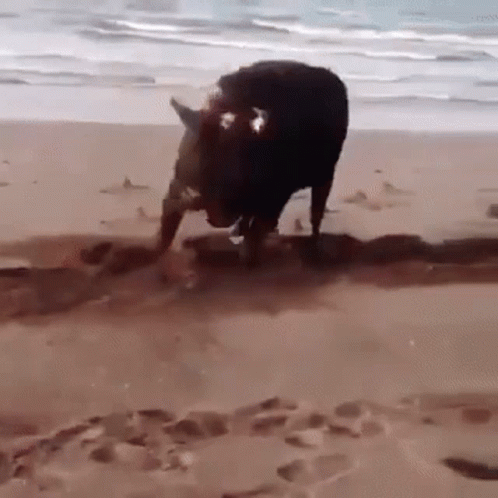 A Horse Is Standing On A Beach Near The Ocean . GIF