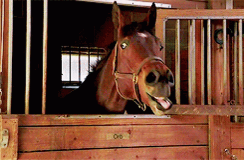 A Horse Is Sticking Its Tongue Out While Looking Out Of A Stable Door GIF
