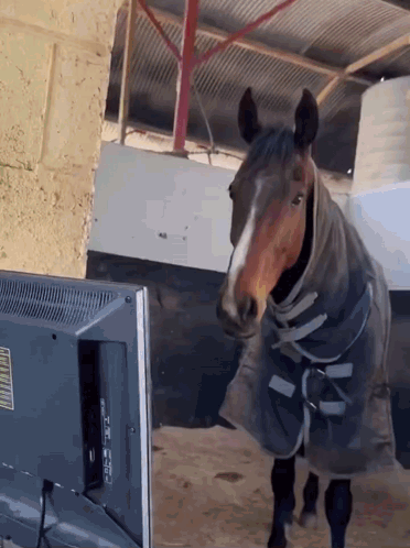 A Horse Standing In Front Of A Tv With A Label On It That Says ' Tcl ' GIF