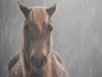 Horse Standing In Rain Looking At Camera GIF