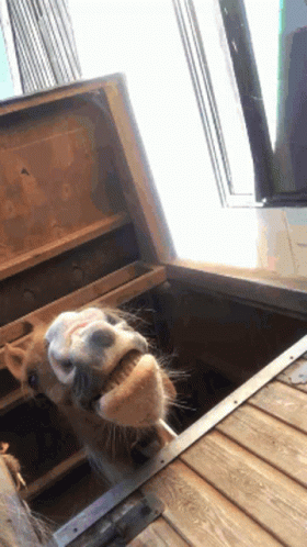 A Horse Sticking Its Head Out Of A Wooden Stable Door GIF
