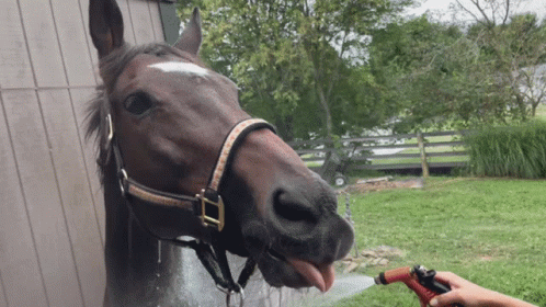 A Horse Sticking Its Tongue Out While Being Sprayed With Water From A Hose GIF