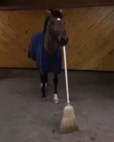 A Horse Wearing A Blue Blanket Is Walking With A Broom In Its Mouth GIF