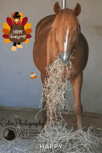 A Horse With Hay In Its Mouth And A Happy Thanksgiving Turkey Behind It GIF