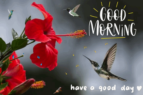 A Hummingbird Is Flying Near A Red Flower With The Words Good Morning Have A Good Day Written Below It GIF