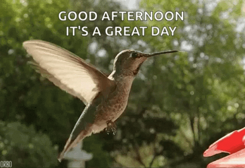 A Hummingbird Is Flying Over A Flower And Says `` Good Afternoon It 'S A Great Day '' GIF