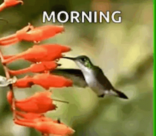 A Hummingbird Is Perched On A Flower With The Words `` Morning '' Written On The Bottom . GIF