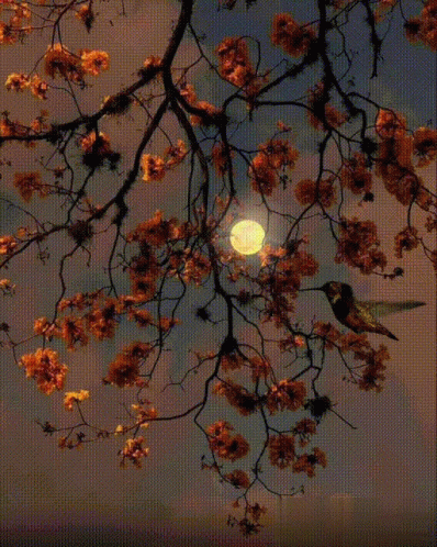 A Hummingbird Is Perched On A Tree Branch Looking Up At The Full Moon GIF