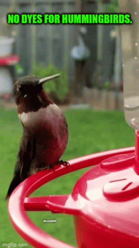 A Hummingbird Perched On Top Of A Red Feeder With The Words No Dyes For Hummingbirds GIF