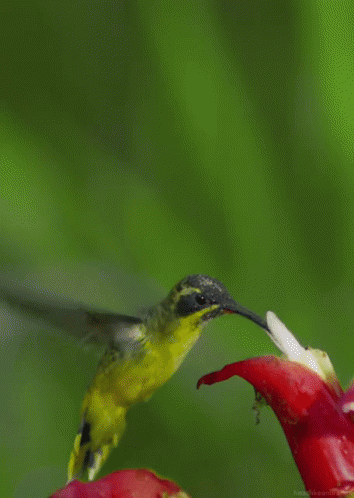 A Hummingbird Perched On Top Of A Red Flower With A Green Background GIF